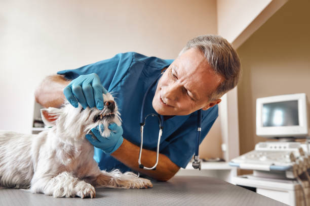 Best Emergency Dental Extractions in Josephine, TX